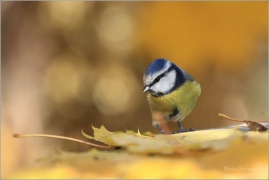<p>SÝKORA MODŘINKA (Cyanistes caeruleus) ---- /Eurasian blue tit - Blaumeise/</p>